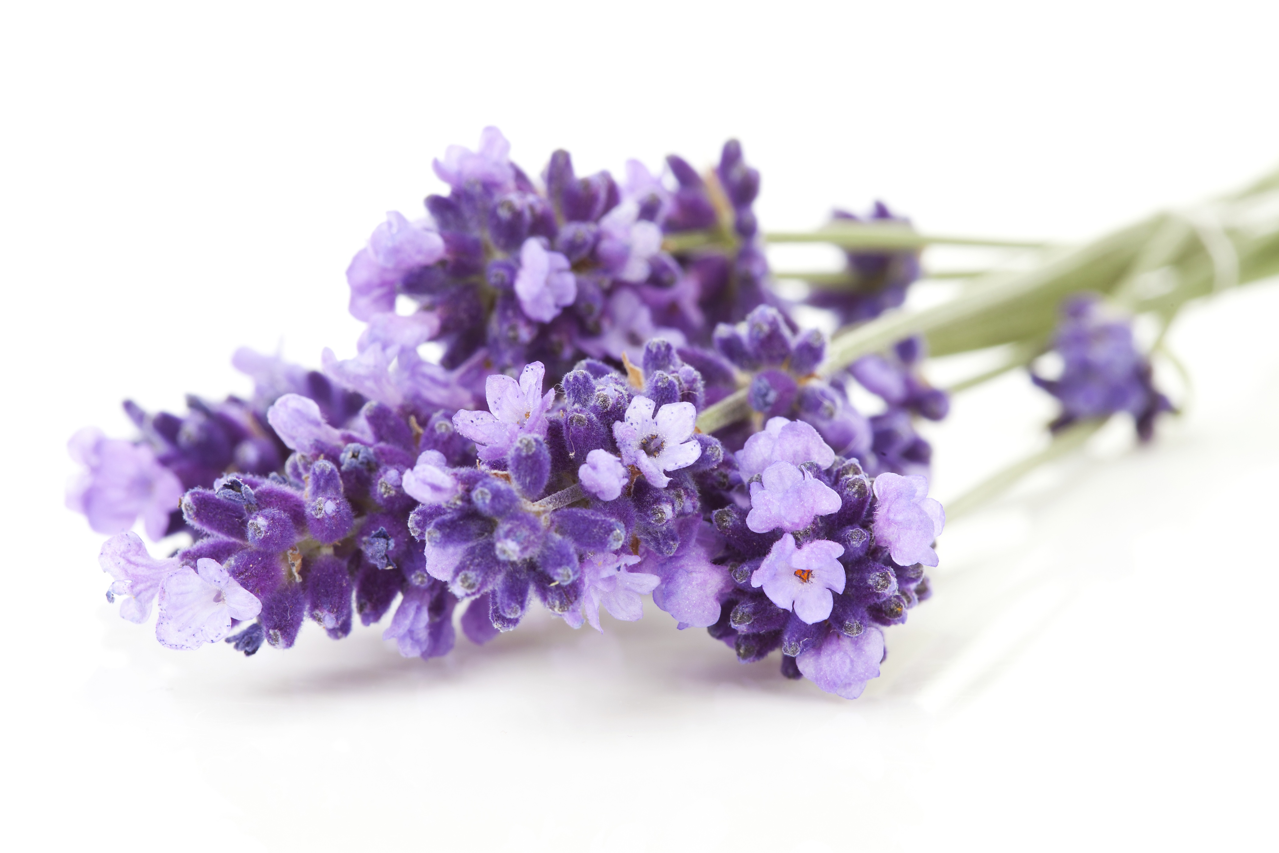 Lavender Oil Chemical Properties Lavender Oil Chemical Properties